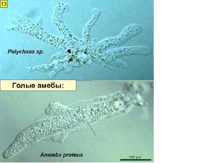 13 Polychaos sp. Голые амебы: Amoeba proteus 