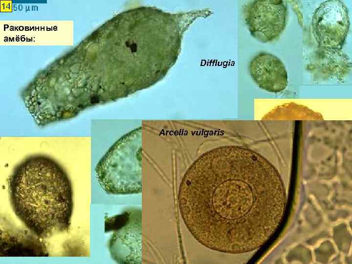 14 Раковинные амёбы: Difflugia Arcella vulgaris 