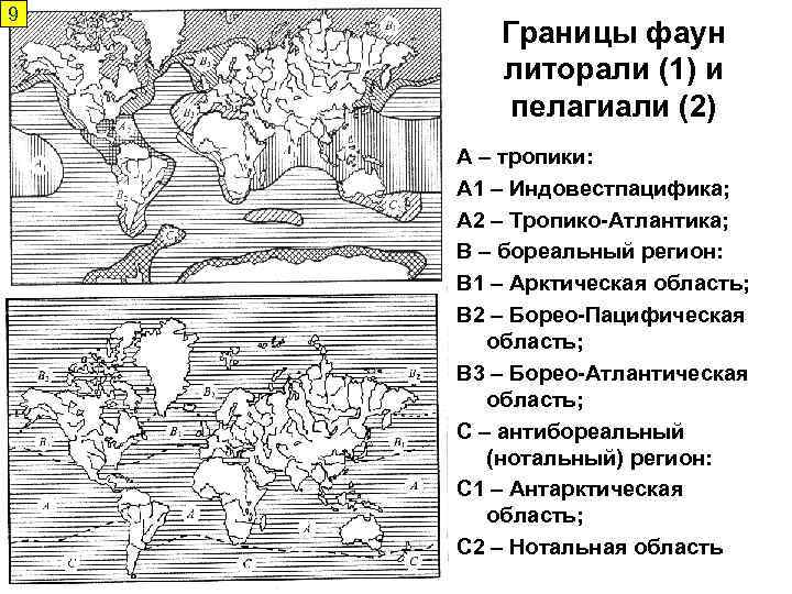 9 Границы фаун литорали (1) и пелагиали (2) А – тропики: А 1 –