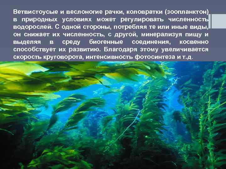 Дыхание водорослей. Дыхание водорослей 5 класс. Тип дыхания у водорослей. Дыхание водорослей кратко.