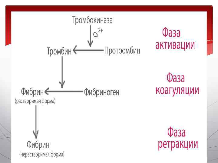 Свертывание крови схема егэ