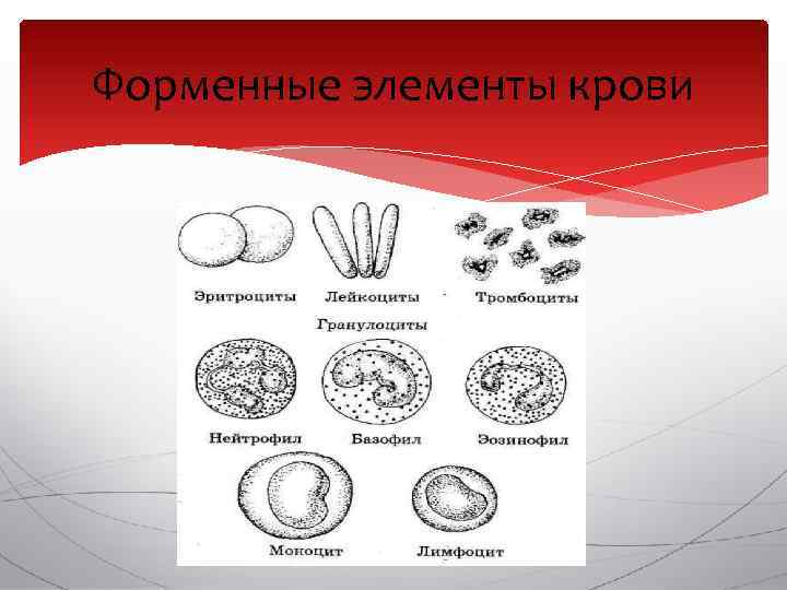 Какие форменные элементы крови изображены на рисунке