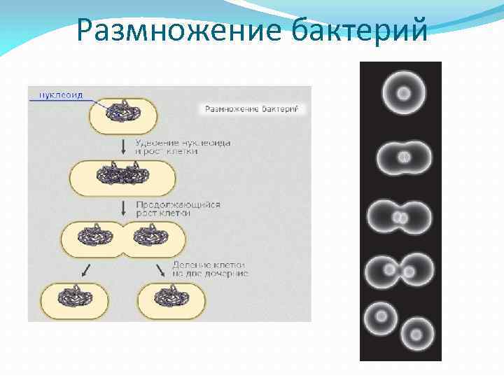 Размножение бактерий происходит по определенному плану выявите эту закономерность и распределите