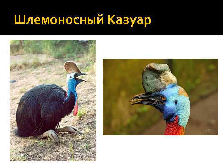 Шлемоносный Казуар 