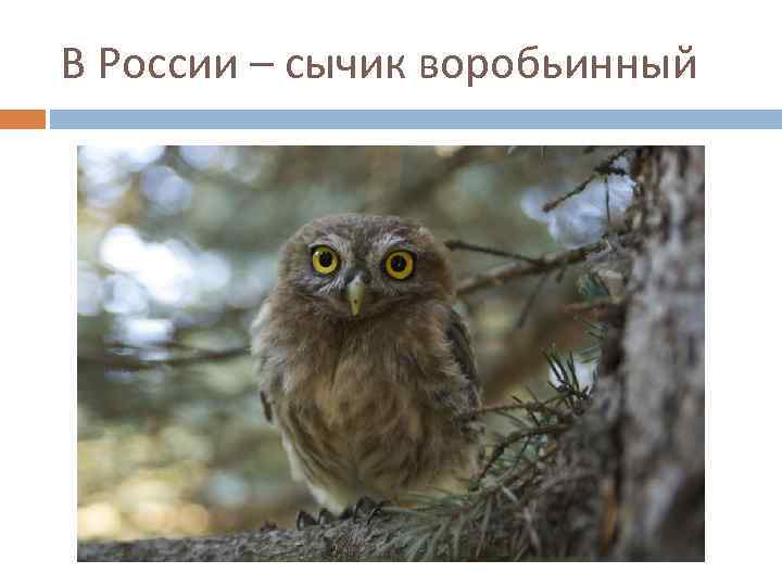 В России – сычик воробьинный 