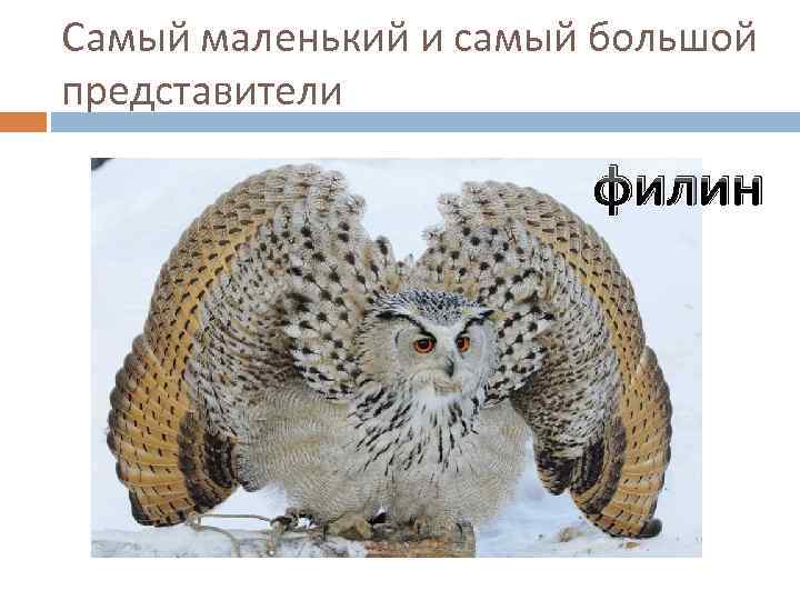 Самый маленький и самый большой представители филин 