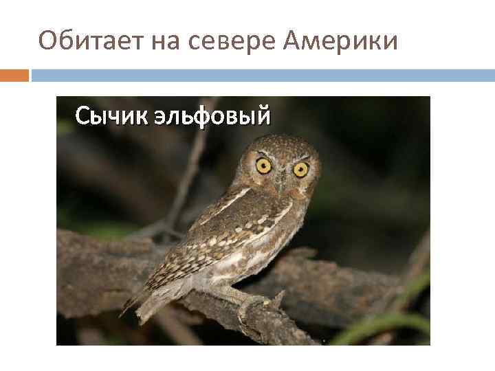 Обитает на севере Америки Сычик эльфовый 