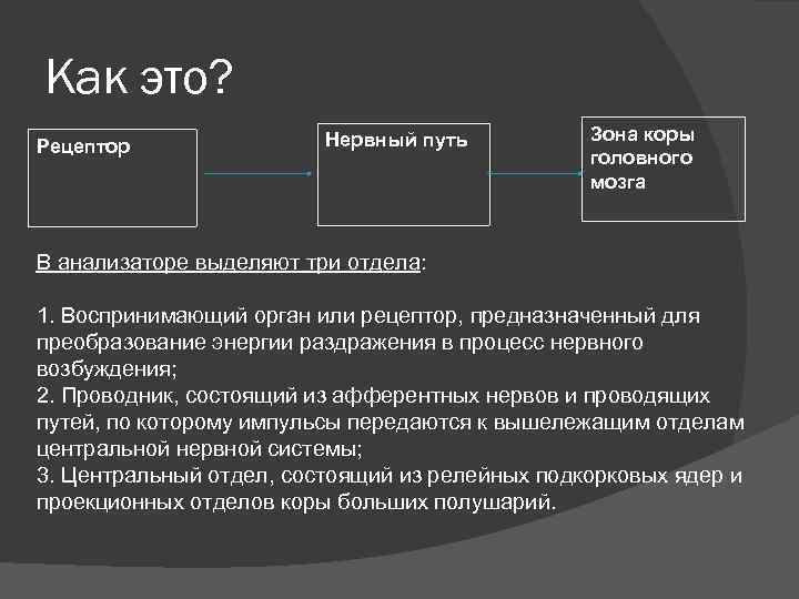 Как это? Рецептор Нервный путь Зона коры головного мозга В анализаторе выделяют три отдела: