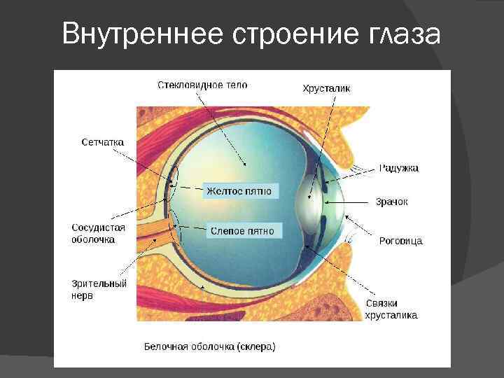 Внутреннее строение глаза 