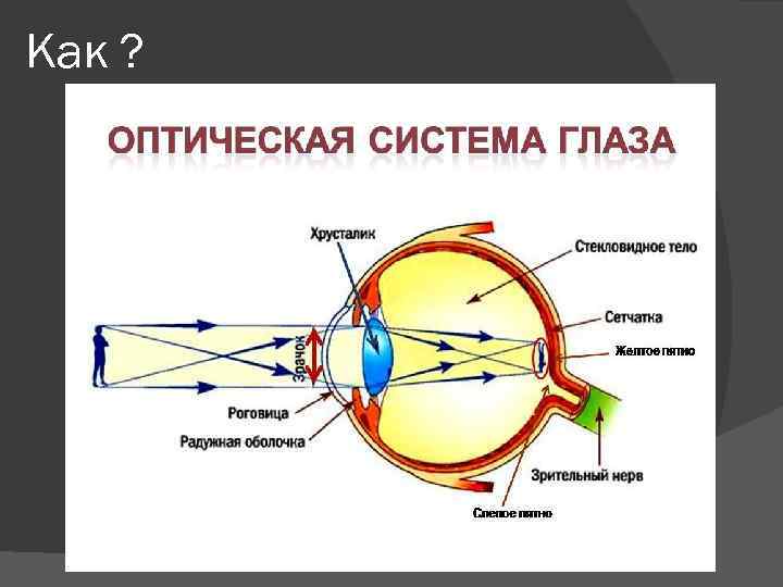 Как ? 