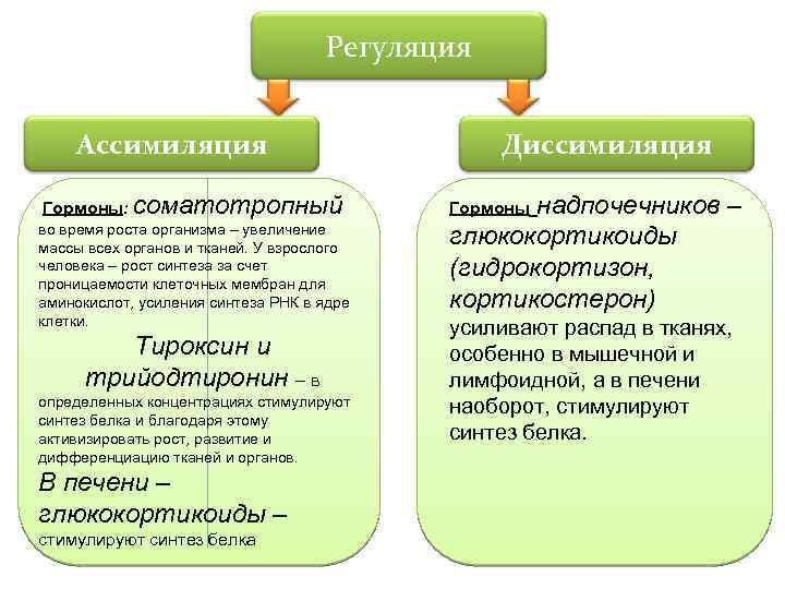Регуляция Ассимиляция Гормоны: соматотропный во время роста организма – увеличение массы всех органов и