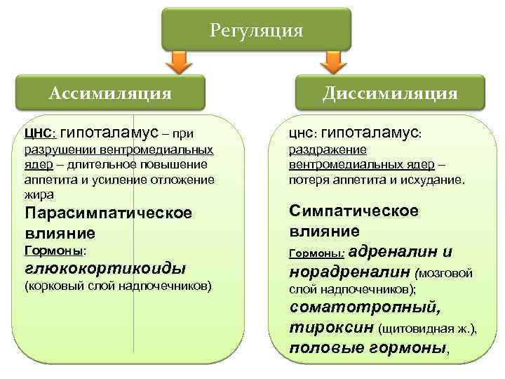 Регуляция Ассимиляция ЦНС: гипоталамус – при разрушении вентромедиальных ядер – длительное повышение аппетита и