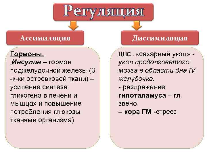 Регуляция Ассимиляция Гормоны. Инсулин – гормон поджелудочной железы (β -к-ки островковой ткани) – усиление