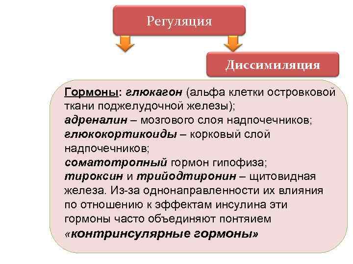 Регуляция Диссимиляция Гормоны: глюкагон (альфа клетки островковой ткани поджелудочной железы); адреналин – мозгового слоя