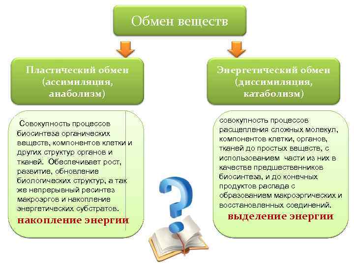 Обмен веществ Пластический обмен (ассимиляция, анаболизм) Совокупность процессов биосинтеза органических веществ, компонентов клетки и