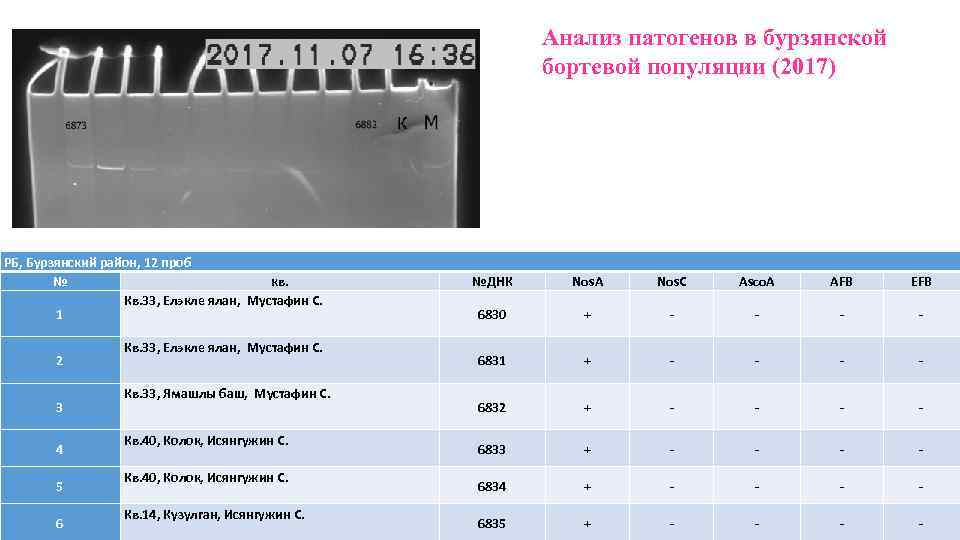 Анализ патогенов в бурзянской бортевой популяции (2017) РБ, Бурзянский район, 12 проб № кв.