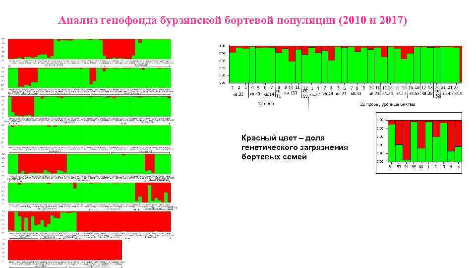 Анализ генофонда бурзянской бортевой популяции (2010 и 2017) Красный цвет – доля генетического загрязнения