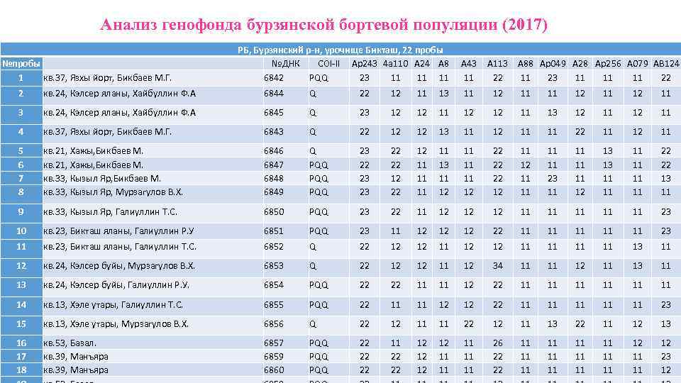 Анализ генофонда бурзянской бортевой популяции (2017) №пробы 1 кв. 37, Язхы йорт, Бикбаев М.