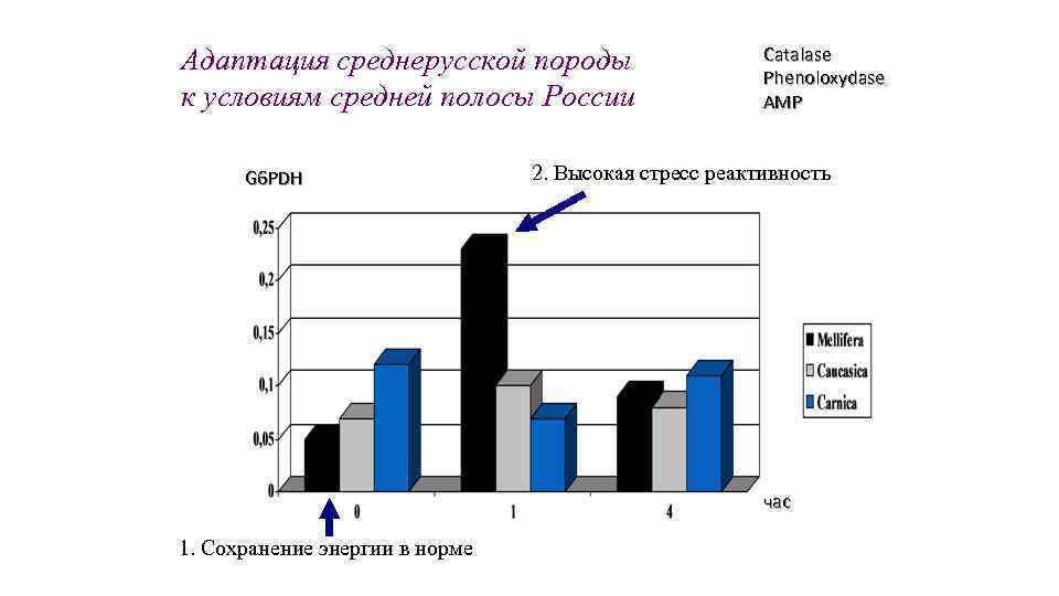 Адаптация среднерусской породы к условиям средней полосы России G 6 PDH Catalase Phenoloxydase AMP