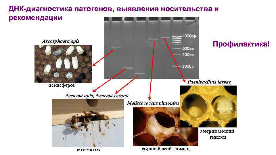 ДНК-диагностика патогенов, выявления носительства и рекомендации Ascosphaera apis Профилактика! Paenibacillus larvae аскосфероз Nosema apis,