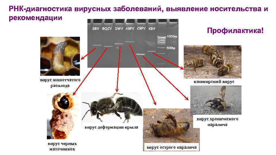 РНК-диагностика вирусных заболеваний, выявление носительства и рекомендации Профилактика! вирус мешотчатого расплода кашмирский вирус деформации