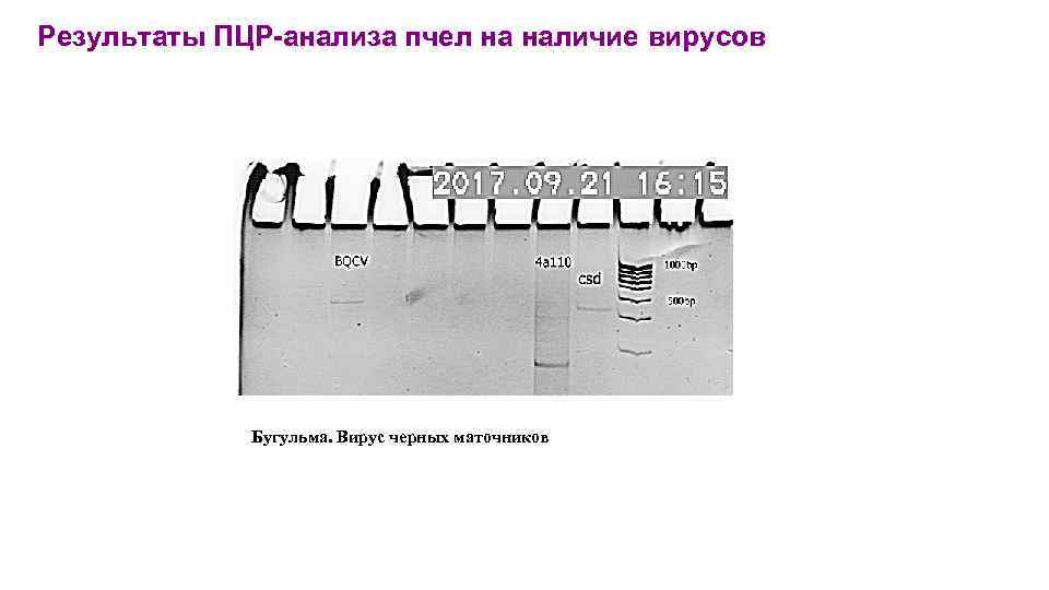 Анализы пчел. ПЦР гребень. ПЦР мемы.