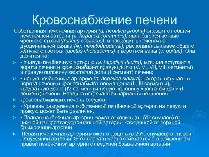 Кровоснабжение печени Собственная печёночная артерия (a. hepatica propria) отходит от общей печёночной артерии (a.