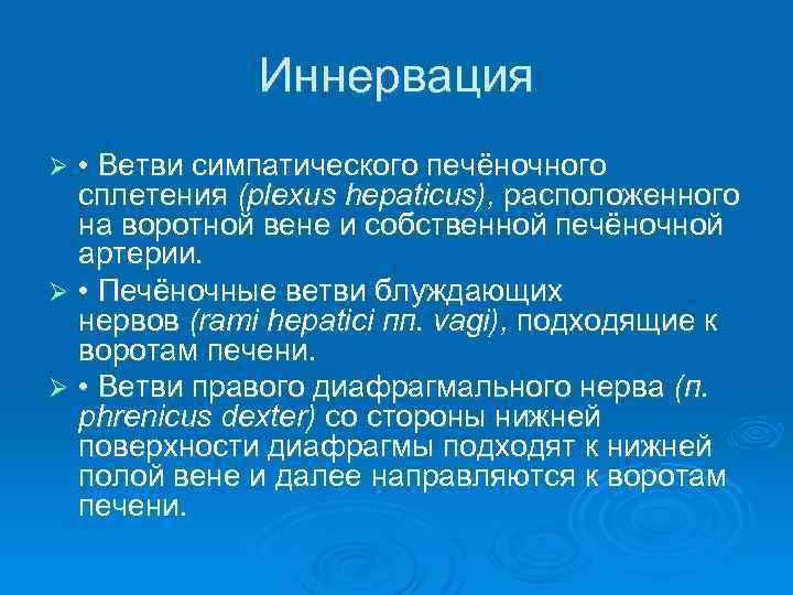 Иннервация • Ветви симпатического печёночного сплетения (plexus hepaticus), расположенного на воротной вене и собственной