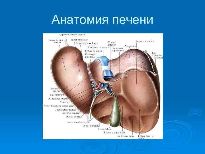 Анатомия печени 