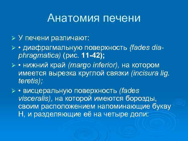 Анатомия печени У печени различают: Ø • диафрагмальную поверхность {fades diaphragmatica) (рис. 11 -42);