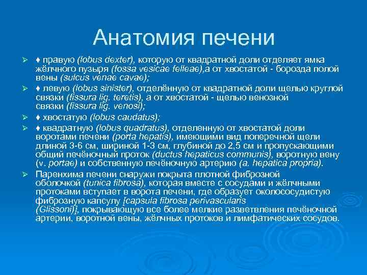 Анатомия печени Ø Ø Ø ♦ правую (lobus dexter), которую от квадратной доли отделяет