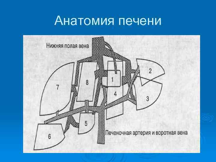 Анатомия печени 
