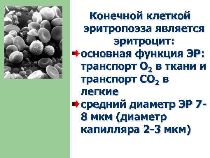 Конечной клеткой эритропоэза является эритроцит: основная функция ЭР: транспорт О 2 в ткани и