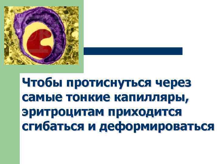 Чтобы протиснуться через самые тонкие капилляры, эритроцитам приходится сгибаться и деформироваться 