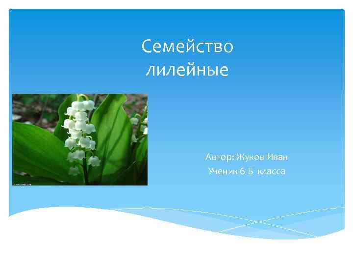Семейство лилейные Автор: Жуков Иван Ученик 6 Б класса 
