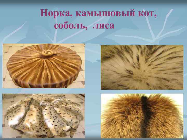 Норка, камышовый кот, соболь, лиса 