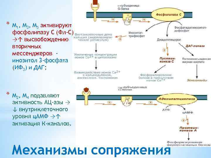 Активация 5s