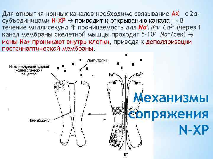 Для открытия ионных каналов необходимо связывание АХ с 2αсубъединицами N-ХР → приводит к открыванию