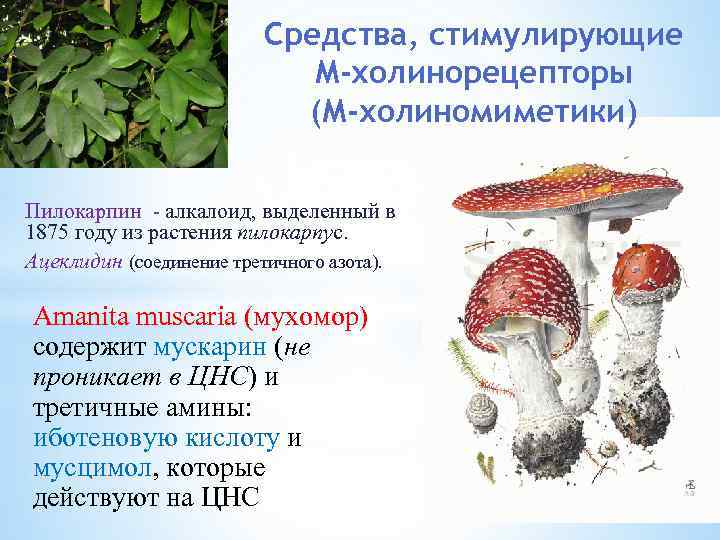 Средства, стимулирующие М-холинорецепторы (М-холиномиметики) Пилокарпин - алкалоид, выделенный в 1875 году из растения пилокарпус.