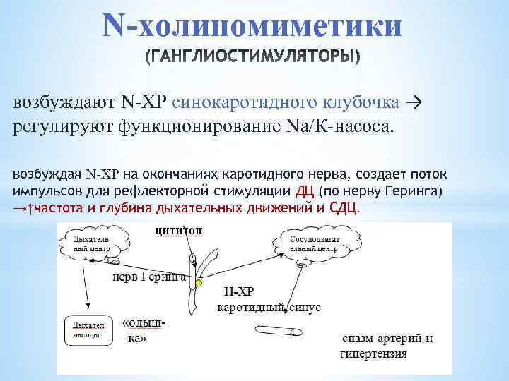 N-холиномиметики возбуждают N-ХР синокаротидного клубочка → регулируют функционирование Na/К-насоса. возбуждая N-ХР на окончаниях каротидного