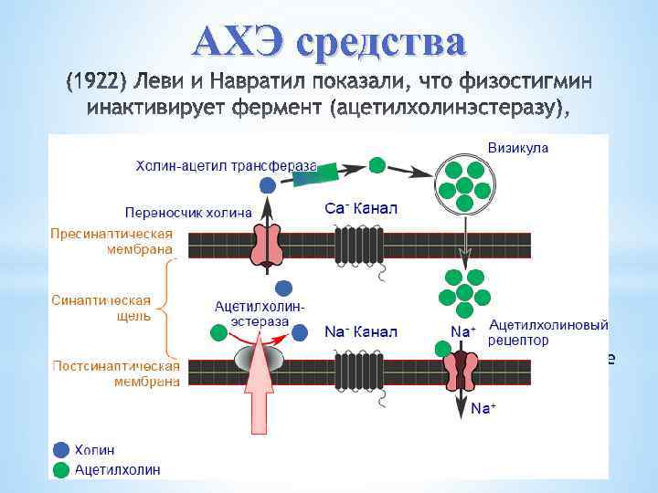 АХЭ средства способен создавать пространственный блок анионного центра и эстеразного центра фермента ацетилхолинэстеразы, что