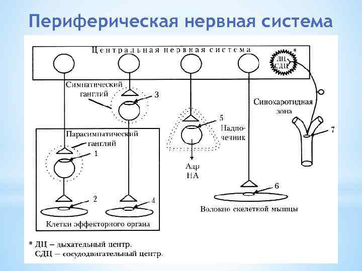 Периферическая нервная система 