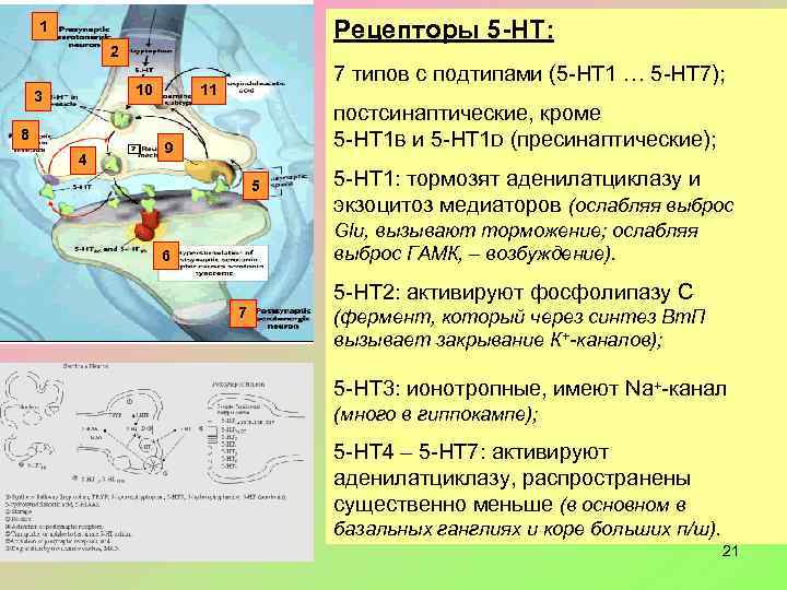 Рецептор 5