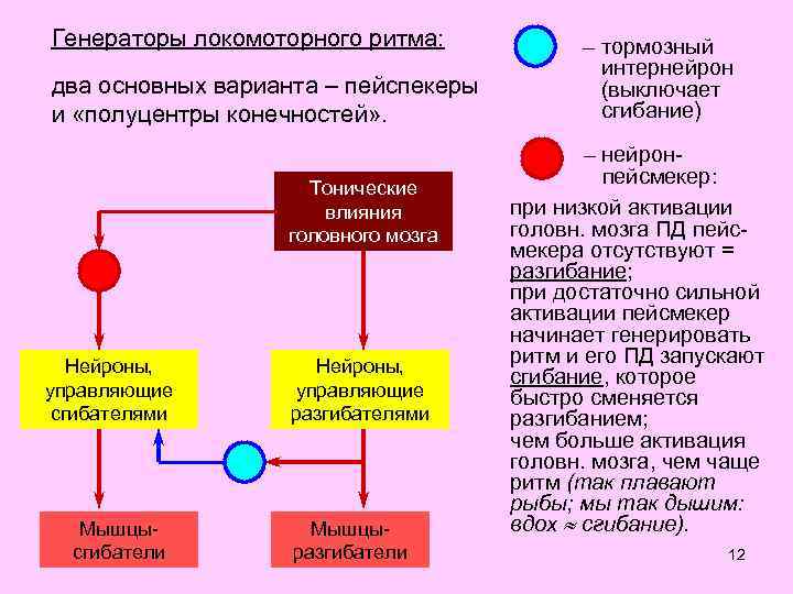Генераторы локомоторного ритма: два основных варианта – пейспекеры и «полуцентры конечностей» . Тонические влияния