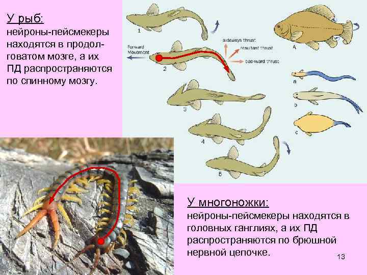 У рыб: нейроны-пейсмекеры находятся в продолговатом мозге, а их ПД распространяются по спинному мозгу.