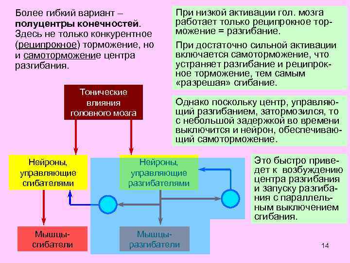Более гибкий вариант – полуцентры конечностей. Здесь не только конкурентное (реципрокное) торможение, но и