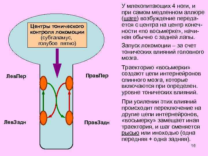 У млекопитающих 4 ноги, и при самом медленном аллюре (шаге) возбуждение передается с центра