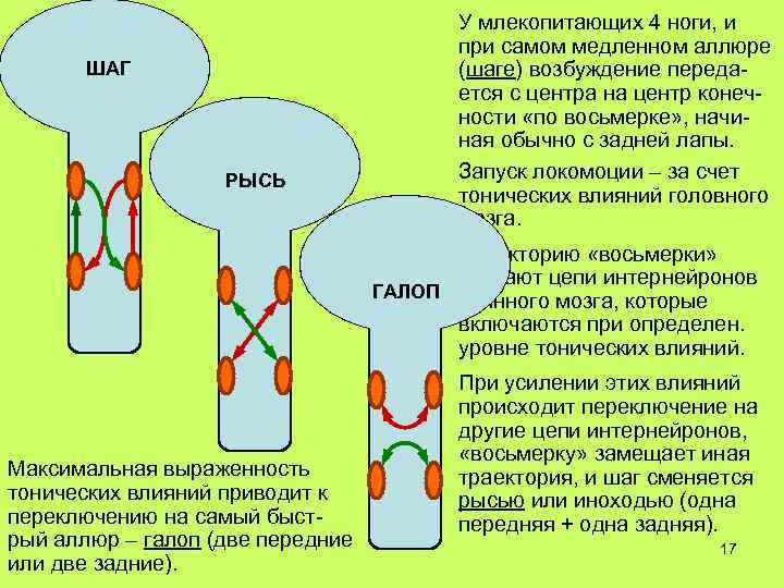ШАГ РЫСЬ У млекопитающих 4 ноги, и при самом медленном аллюре (шаге) возбуждение передается