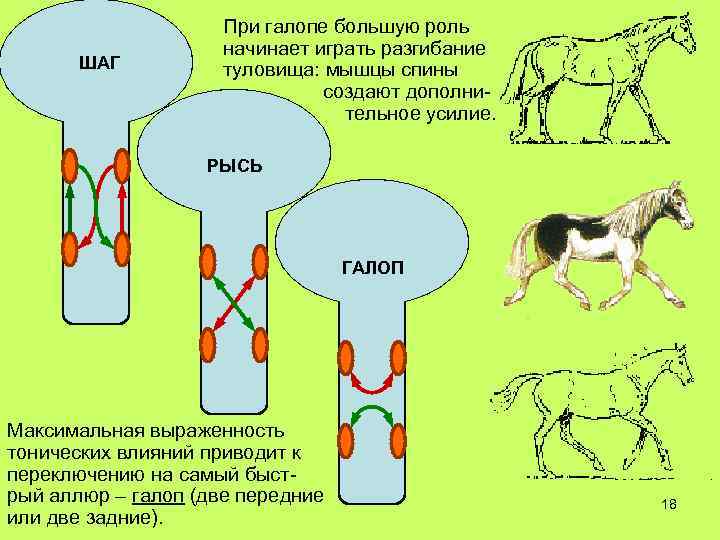 ШАГ При галопе большую роль начинает играть разгибание туловища: мышцы спины создают дополнительное усилие.