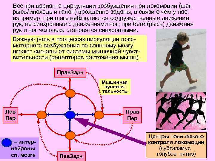 Все три варианта циркуляции возбуждения при локомоции (шаг, рысь / иноходь и галоп) врожденно